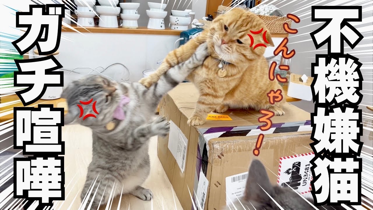 不機嫌な猫夫婦のガチ喧嘩！？ #猫の喧嘩 #マンチカン