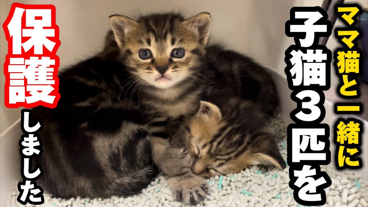 保護した子猫に離乳食を与えてみたら…まさかの展開が待っていました