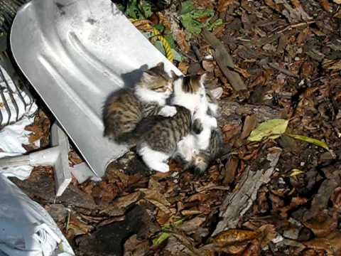 manx kittens