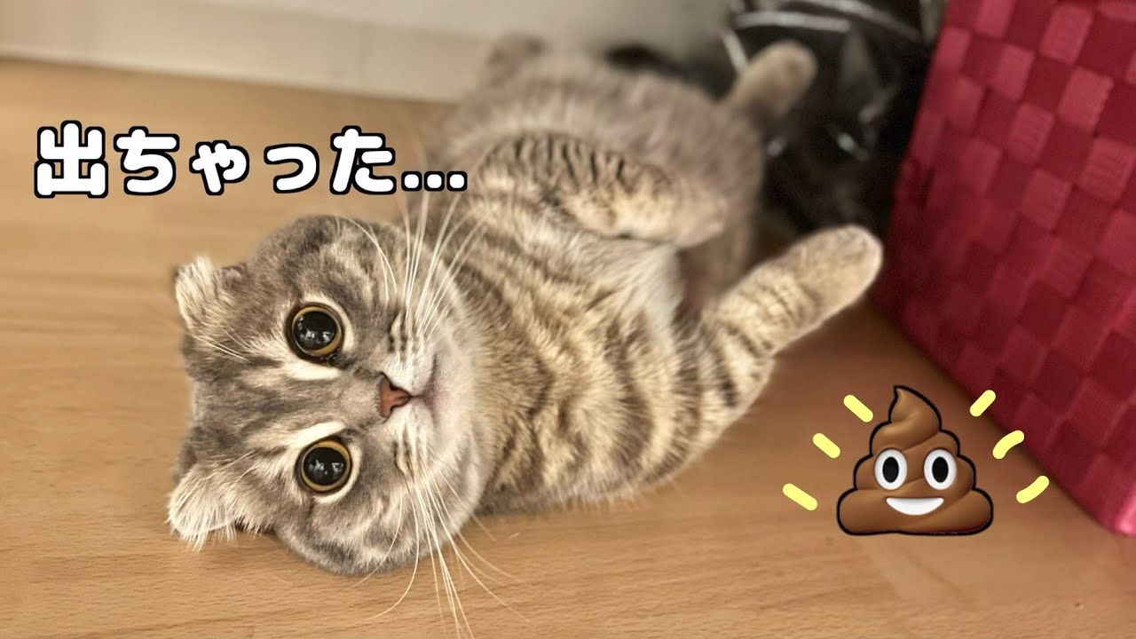 うんち漏らしたけど平然としている猫がこちらです[マンチカンの銀時]