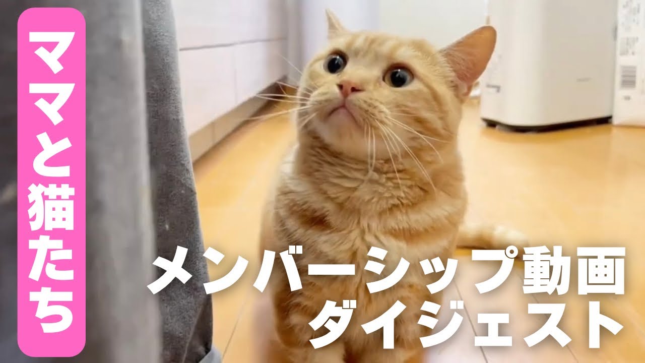 5月のメンバーシップ限定動画のダイジェストです！ #猫 #マンチカン