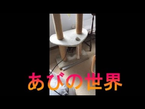 ネコ動画あび＃3545　あびの毎日　アビシニアン　あび