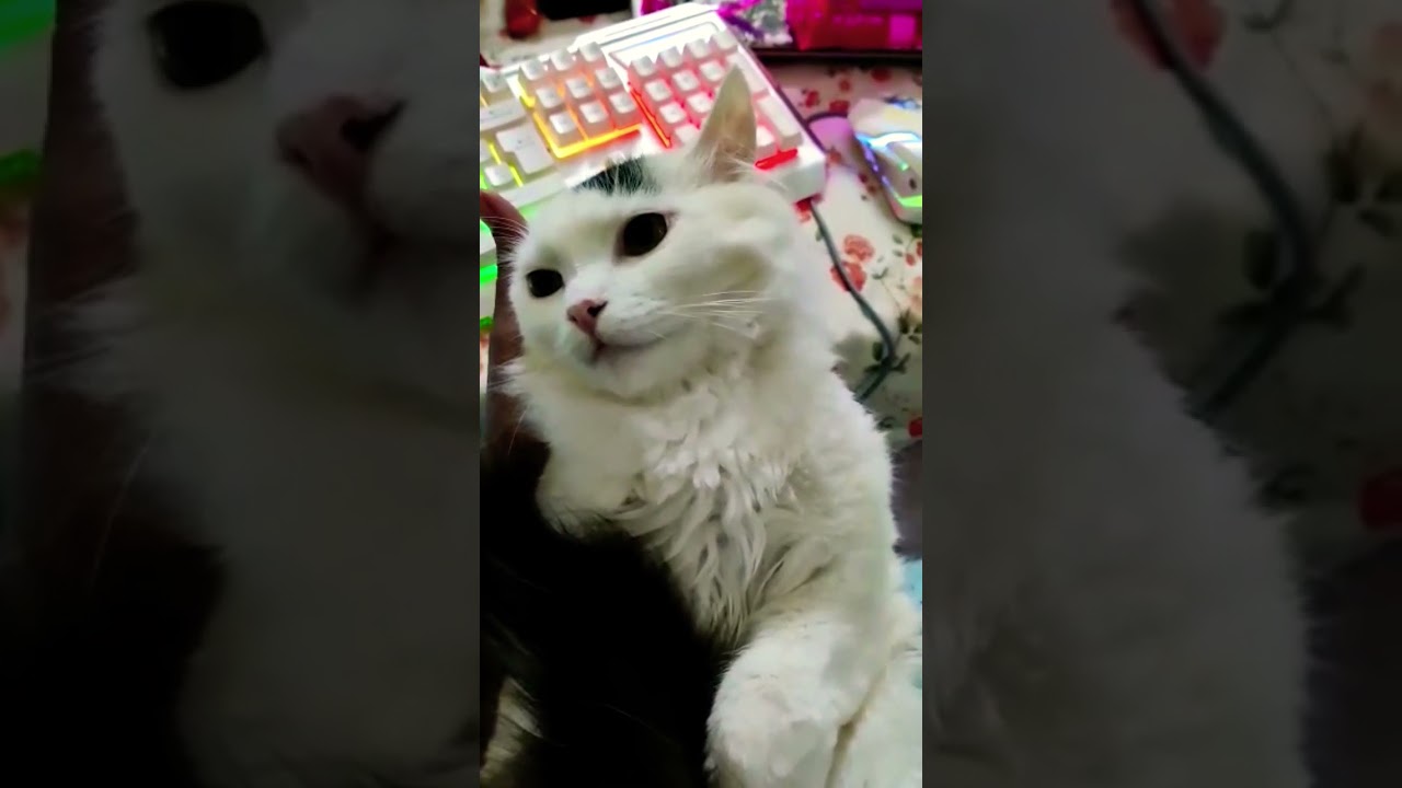 beautiful kitty very nice #viral #ytshorts #youtubeshort #tiktok #cute #kitten #youtubeshorts #cat