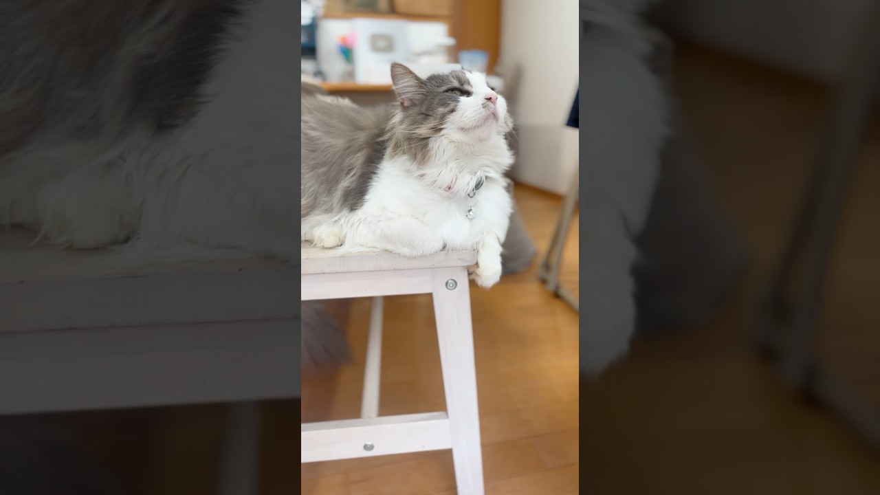 扇風機の風に当たるのが好きな猫 #サイベリアン #shorts