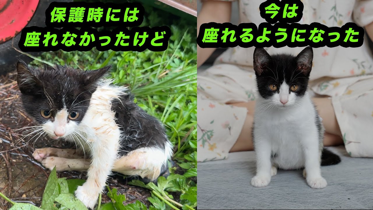 治療が難しいとされた後ろ足が不自由な子猫の治療・2週間の努力で見えた希望の光