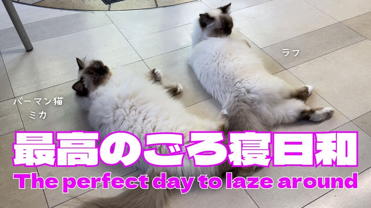 バーマン猫ラフとミカ【最高のごろ寝日和】The perfect day to laze around （バーマン猫）Birman/Cat