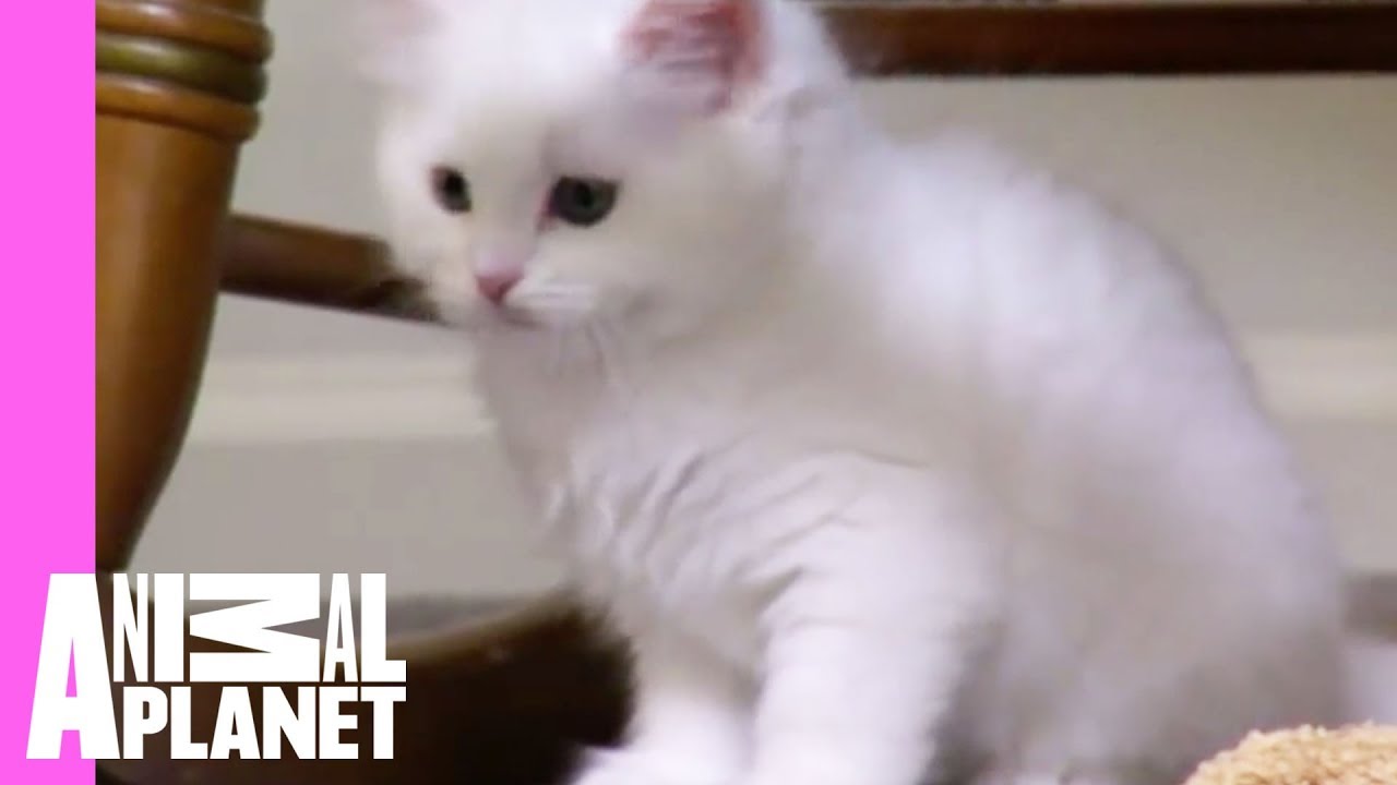 Manx Charlie and His Tail Learn to Fit in | Too Cute!