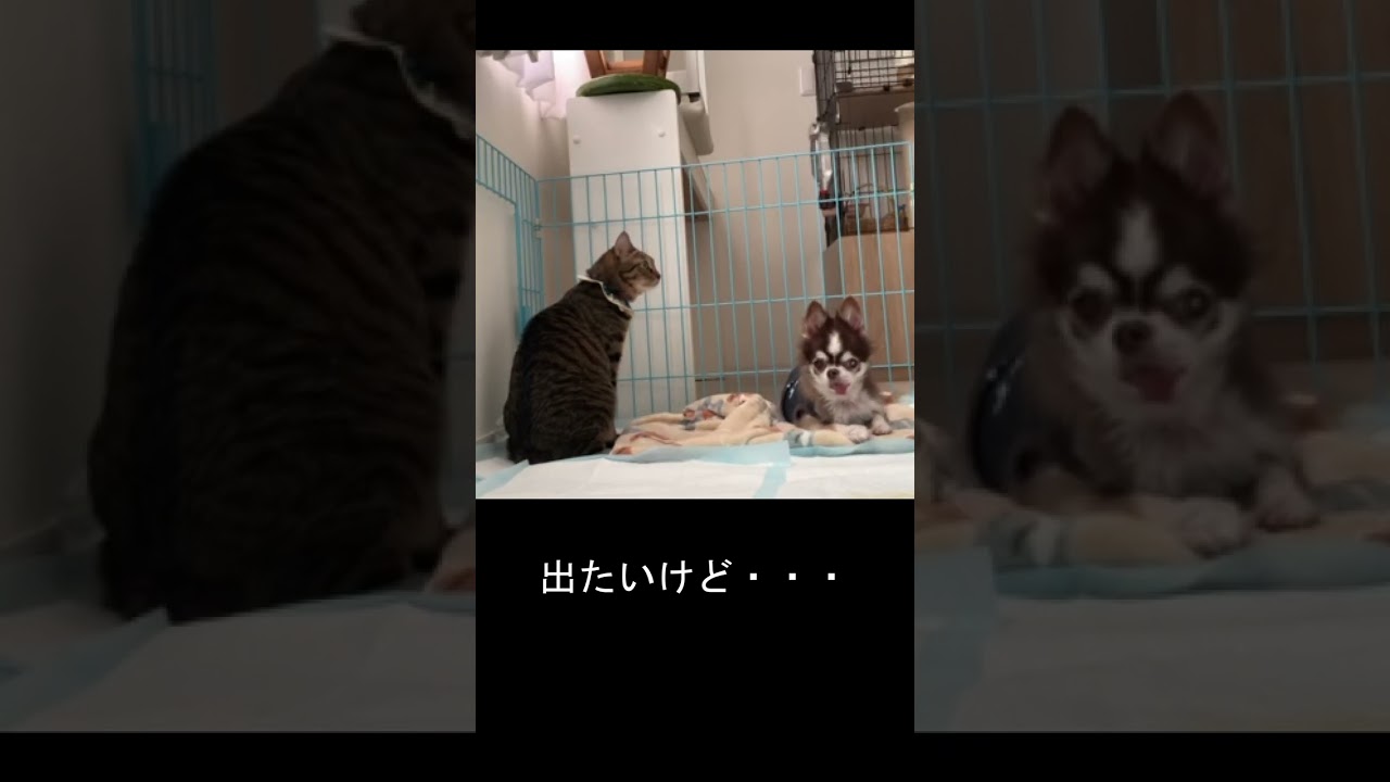 【ヒロ日記】バリトンの生活　2024年5月22日　#猫 #ジャパニーズボブテイル #チワワ #ヒロ日記