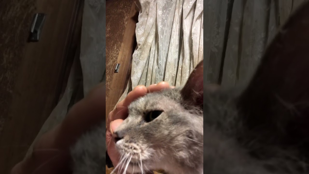 ラパーマは飼い主べったりになると猫図鑑に書いてあったのは正しかった。