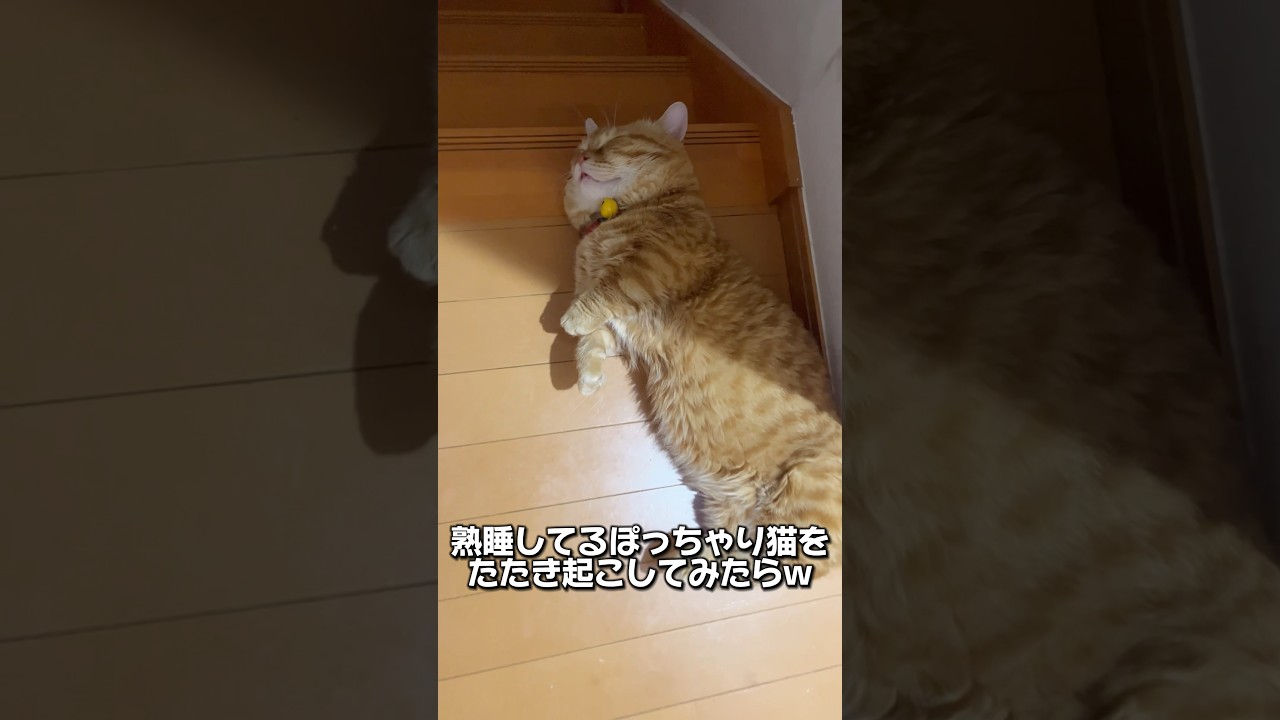 熟睡してるぽっちゃり猫をたたき起こしてみた！ #猫 #マンチカン #shorts