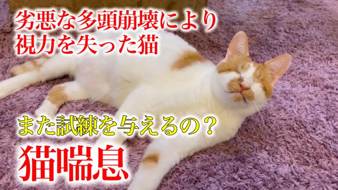 【盲目＆慢性の猫風邪】そんなピンネが猫喘息を発症しました