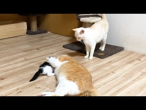 子猫が取られてしまった猫