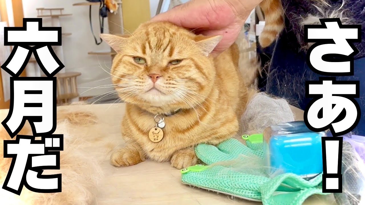 さあ！６月に向けてブラッシングだ！ #猫 #マンチカン