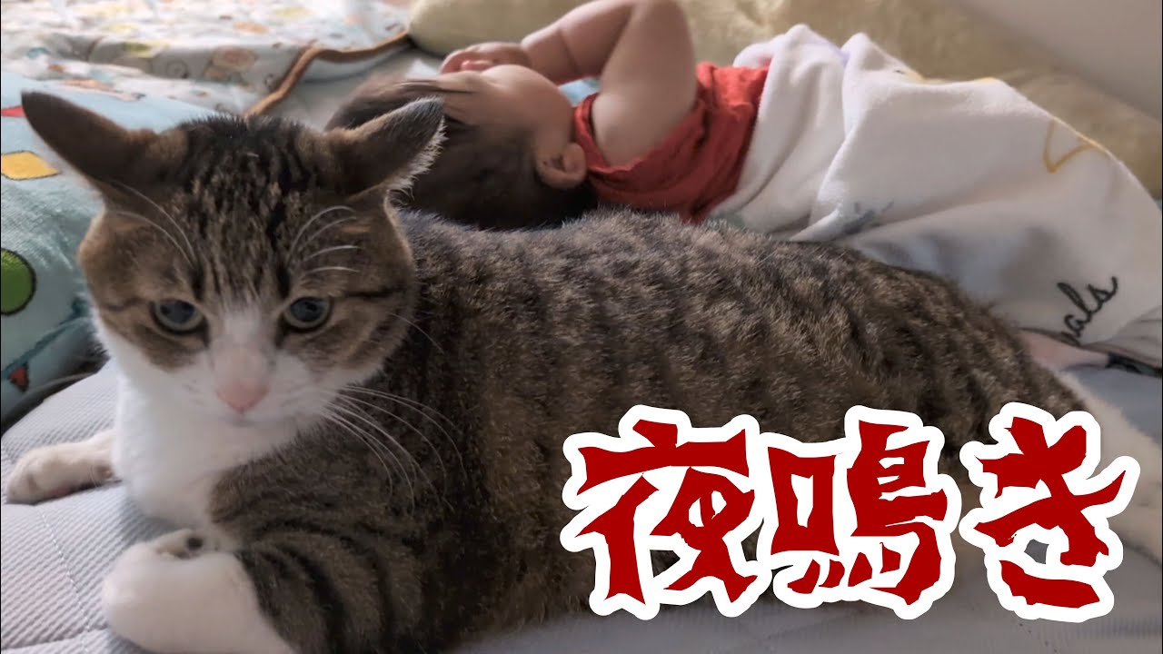 【夜鳴き】猫の体内時計が正確すぎて困っています。vol.1095