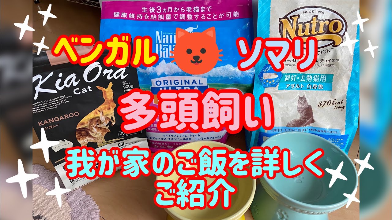 【ベンガル猫、ソマリ】猫多頭飼いの我が家流ご飯を詳しくご紹介致します🥰