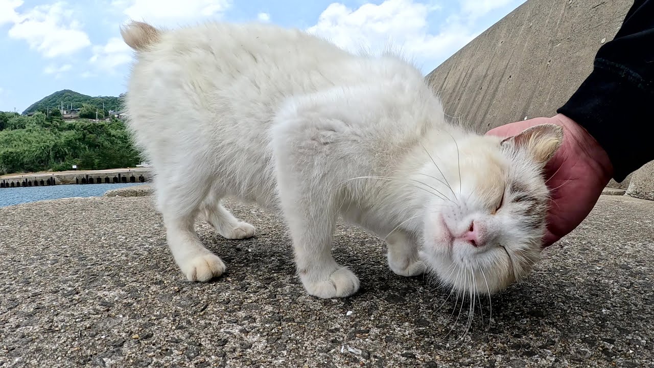 堤防の岸壁沿いをお散歩してたシャム猫を安全な場所に呼び寄せる