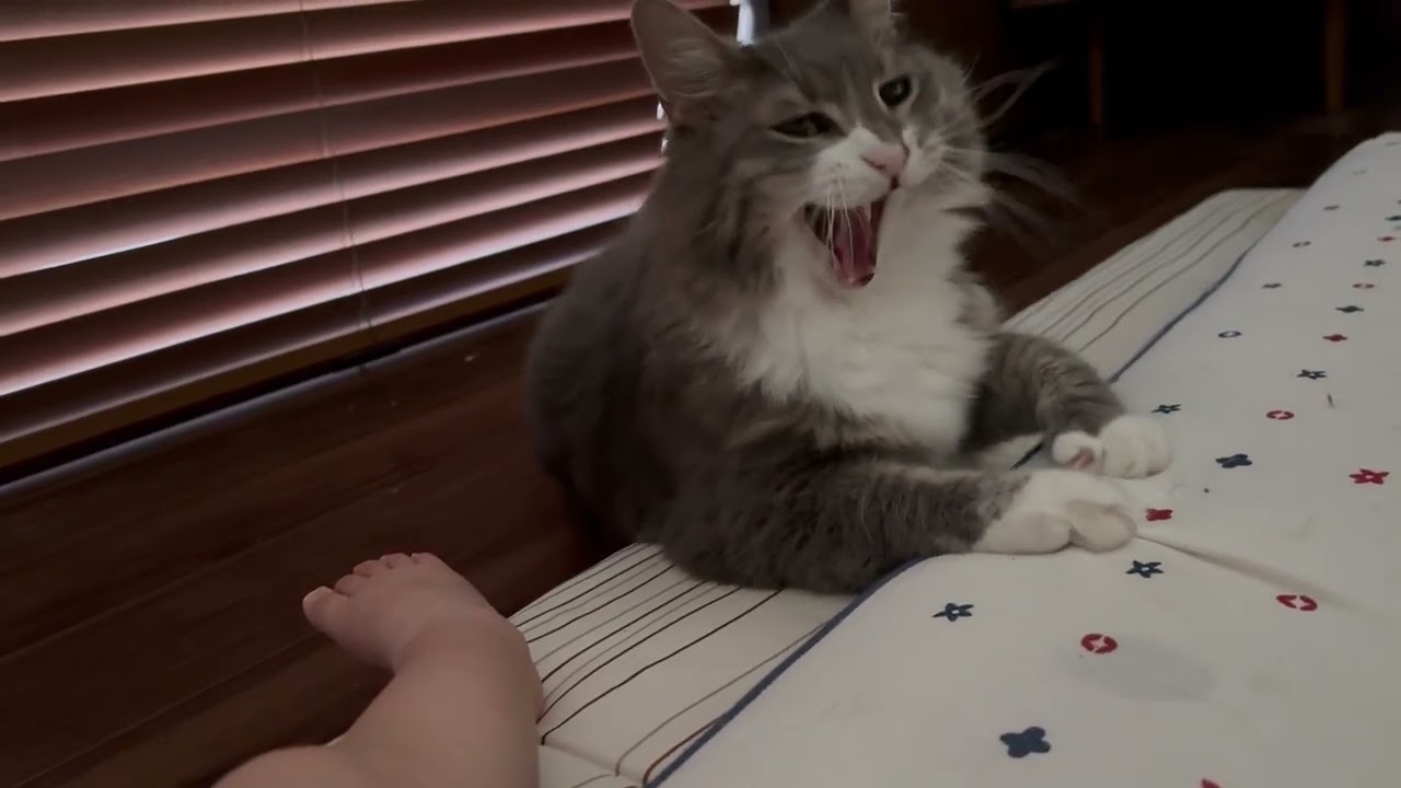 寝ている2歳児に擦り寄っていた猫　ノルウェージャンフォレストキャットThe cat was approaching the sleeping child. Norwegian Forest Cat.
