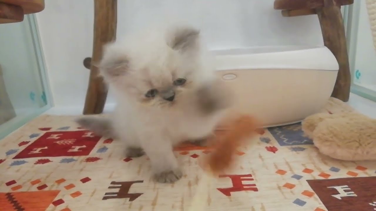 ヒマラヤン 男の子 2024/3/18生まれ