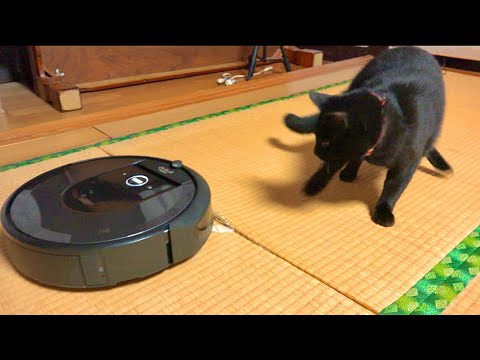 初めてルンバに出会った時の猫の反応が。。