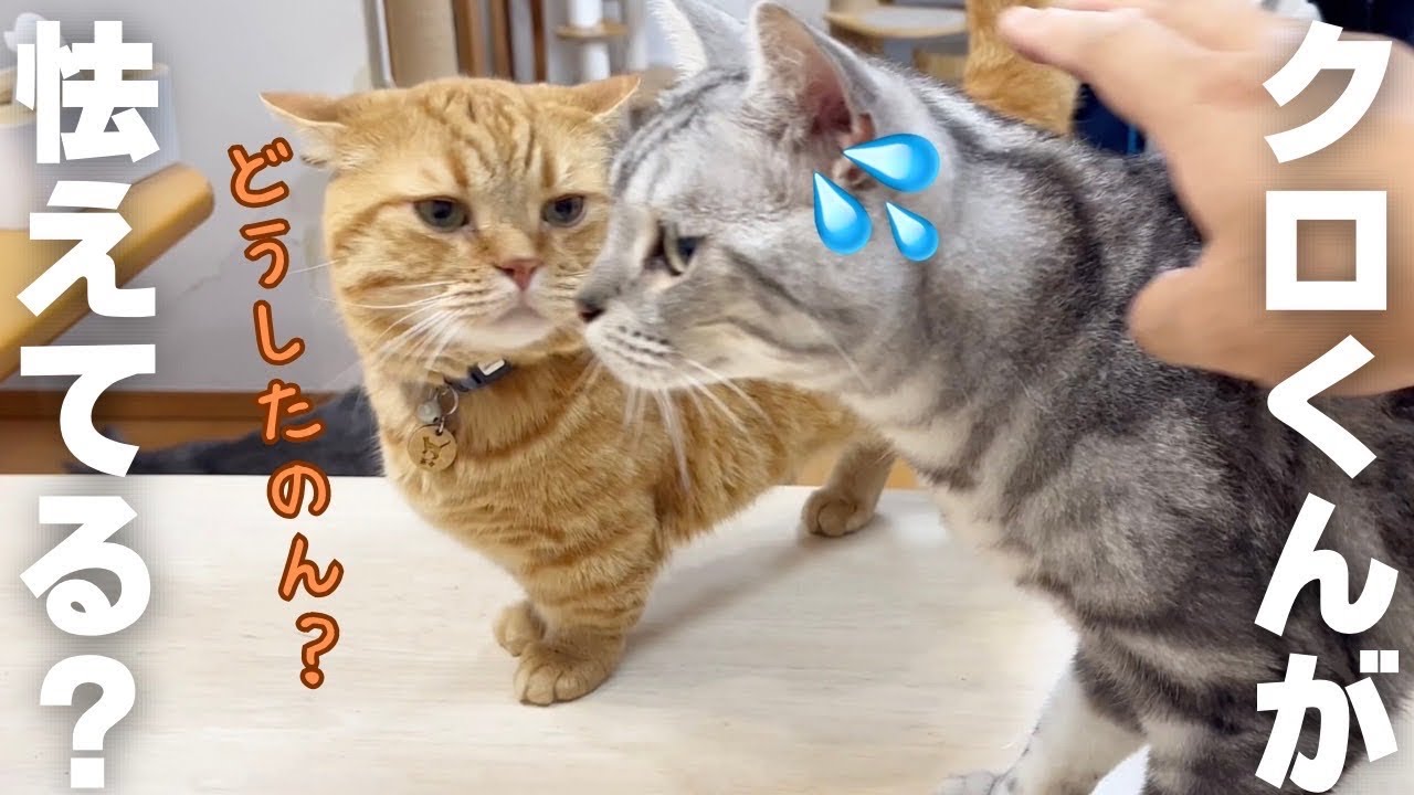 クロくんが怯えてるものの正体がまさかの... #猫 #マンチカン