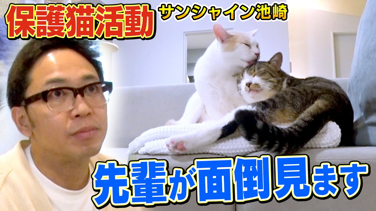 【保護猫活動】先輩ネコの雷ちゃんが新入りネコ佐吉を見てくれています【ねこおじさん】