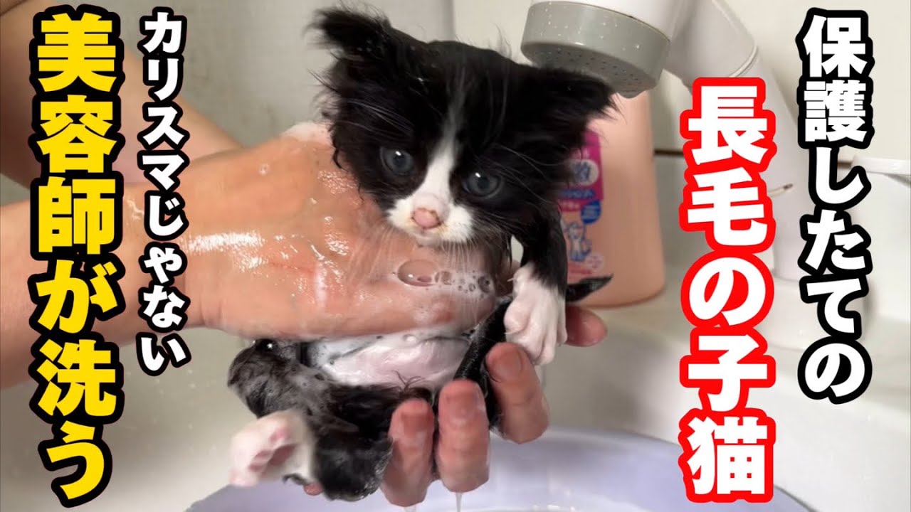 保護した長毛の子猫を初めてシャンプーしました。