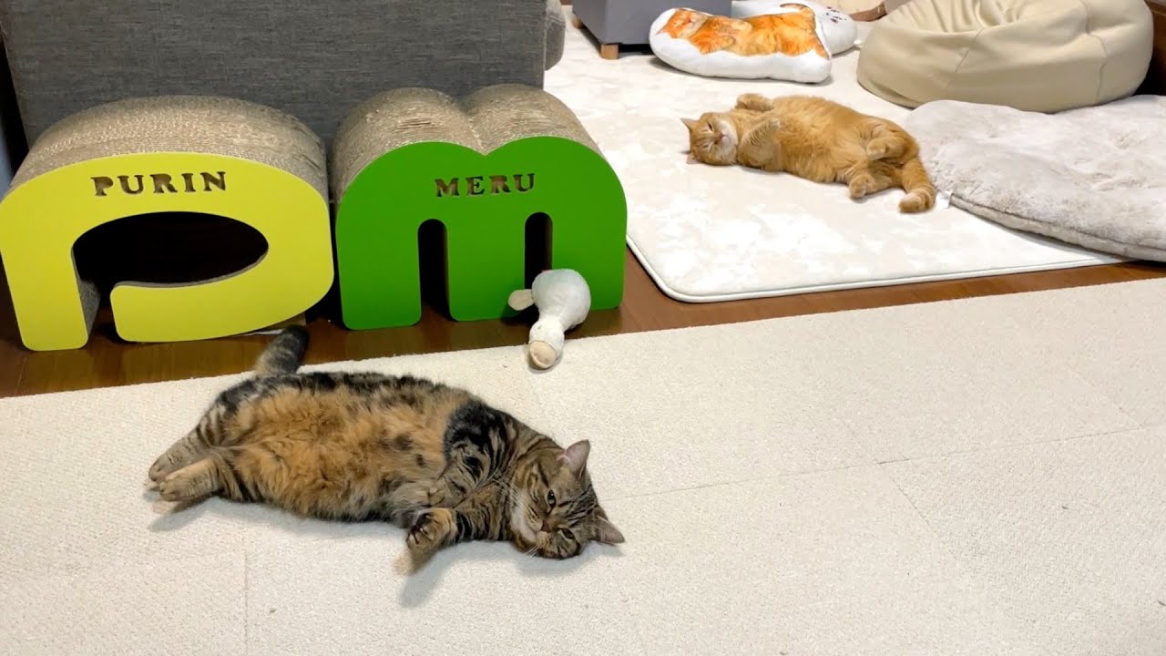 猫がポンポンしてほしそうにこちらを見ている…