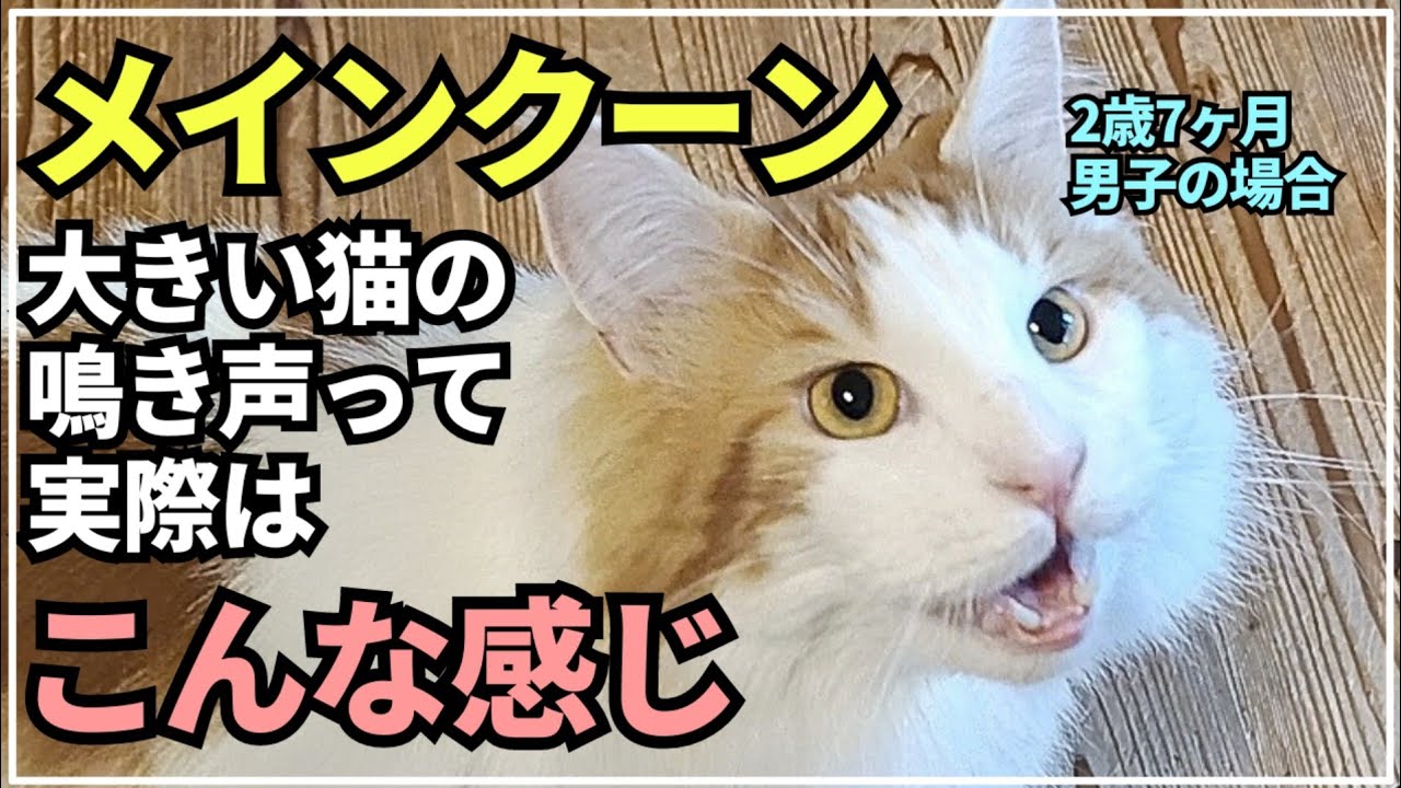 【猫の声】大型猫メインクーンの鳴き声って優しくて可愛いんです！