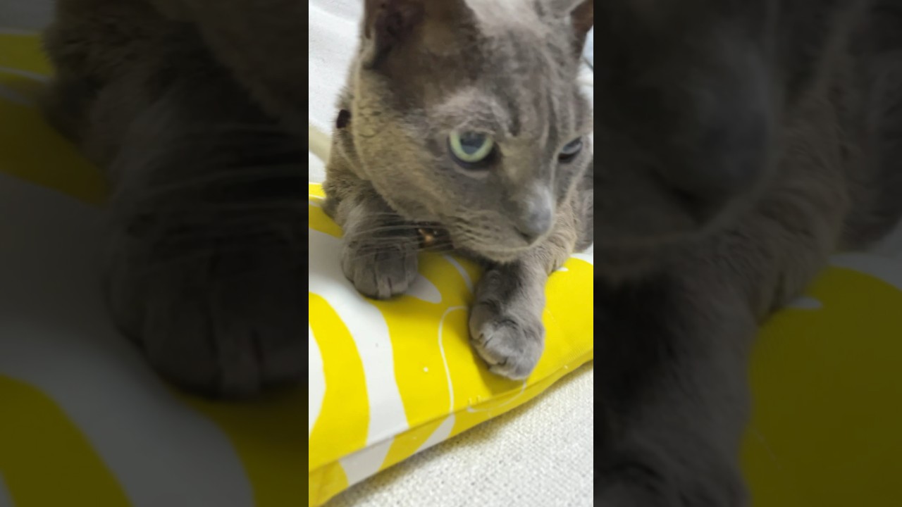20240520 #shorts #catbreed #猫 #ロシアンブルー