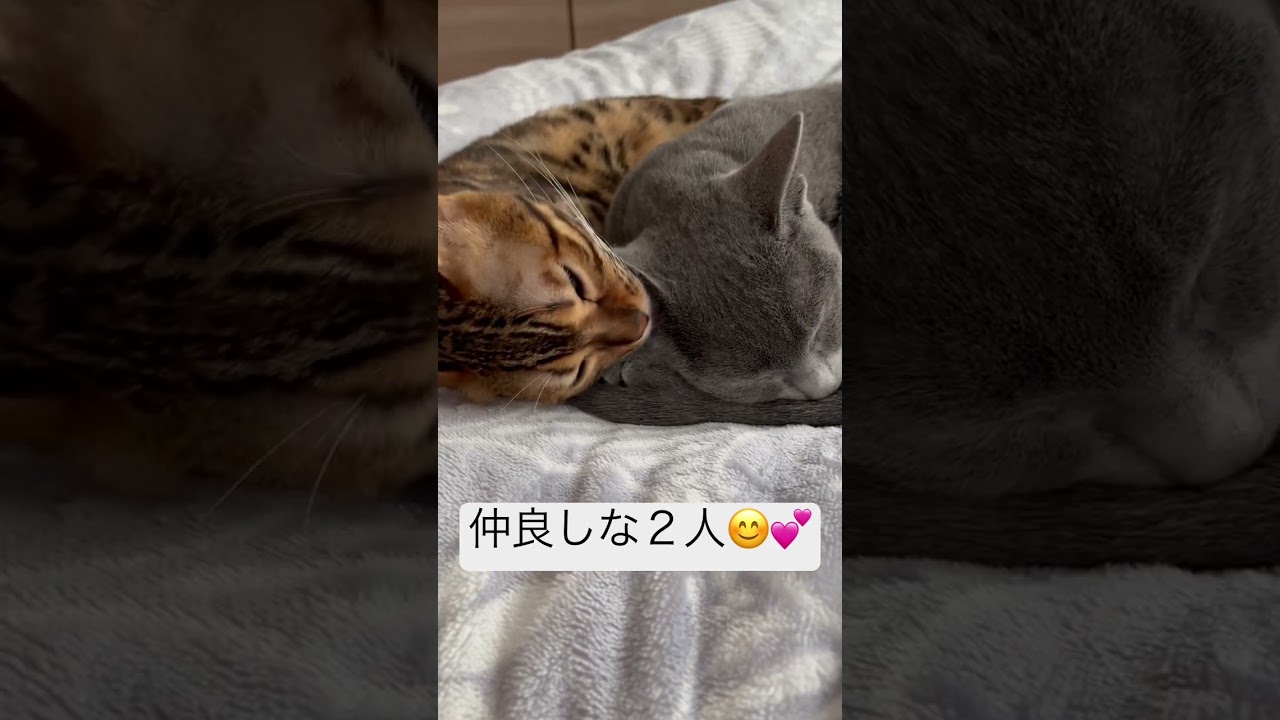 【癒し】仲良しな2匹の猫 #ベンガル猫 #bengal #猫 #ロシアンブルー #russianblue #cat #cats