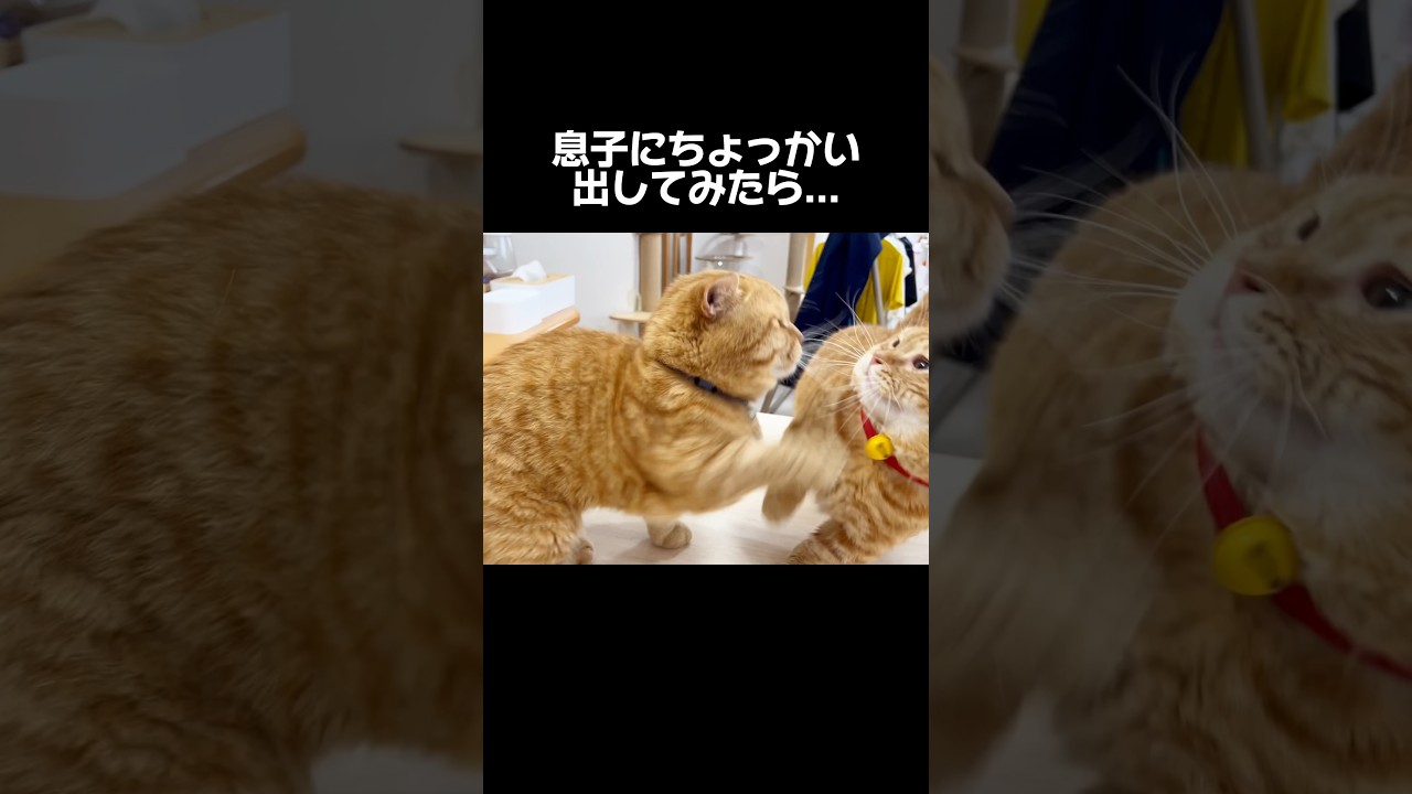 息子にちょっかい出してみたら... #猫 #マンチカン #shorts