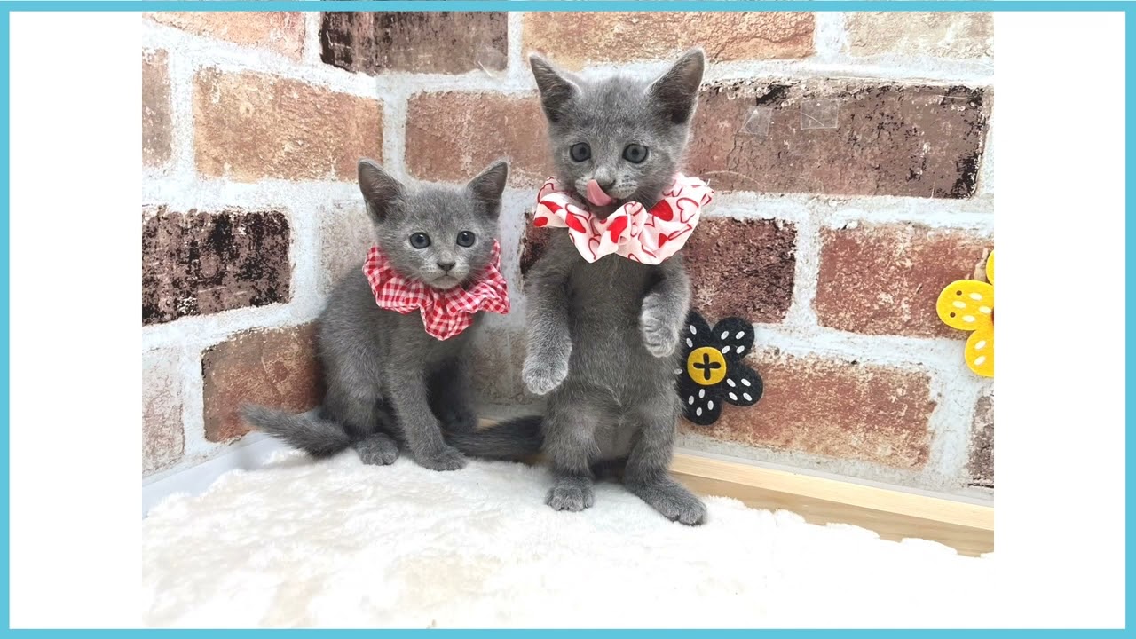 ペットショップCOO＆RIKU　No00675022　ロシアンブルー