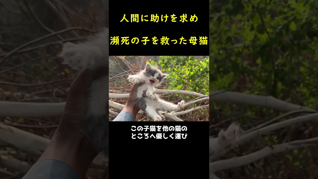瀕死の子を助けるため、助けを呼んできた母猫！！