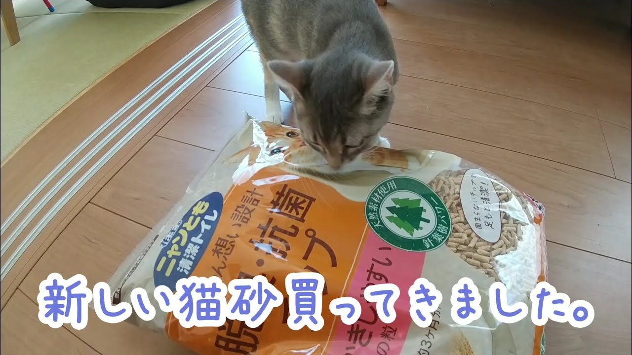 【猫砂】ニャンとも小さめの粒買ってきた【アメリカンカールの立ち耳の猫るるちゃん】