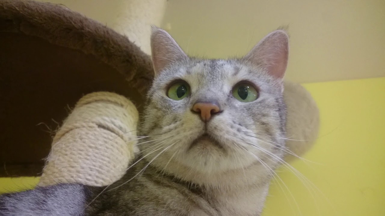 寄り目なオシキャットちゃん🎵