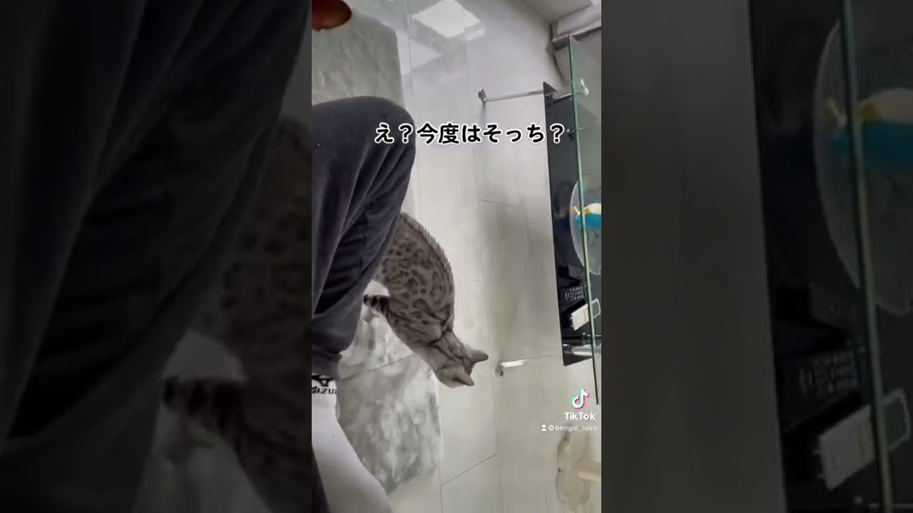 な、何を見てるんだ…？　#shorts #ベンガル猫 #こわい ？