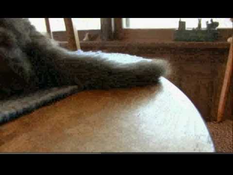 Cats 101: Manx