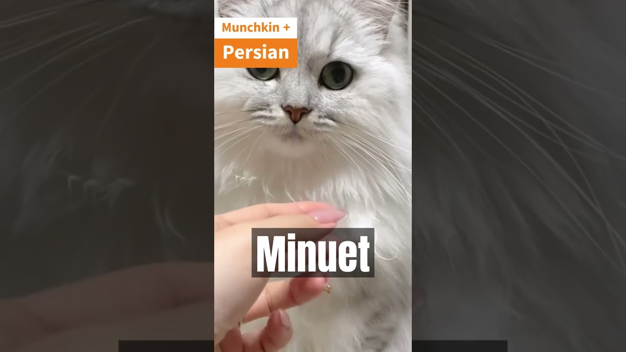 Mind-Blowing! 8 Cat Breeds You Never Knew Had Munchkin Genes! (#shorts)
