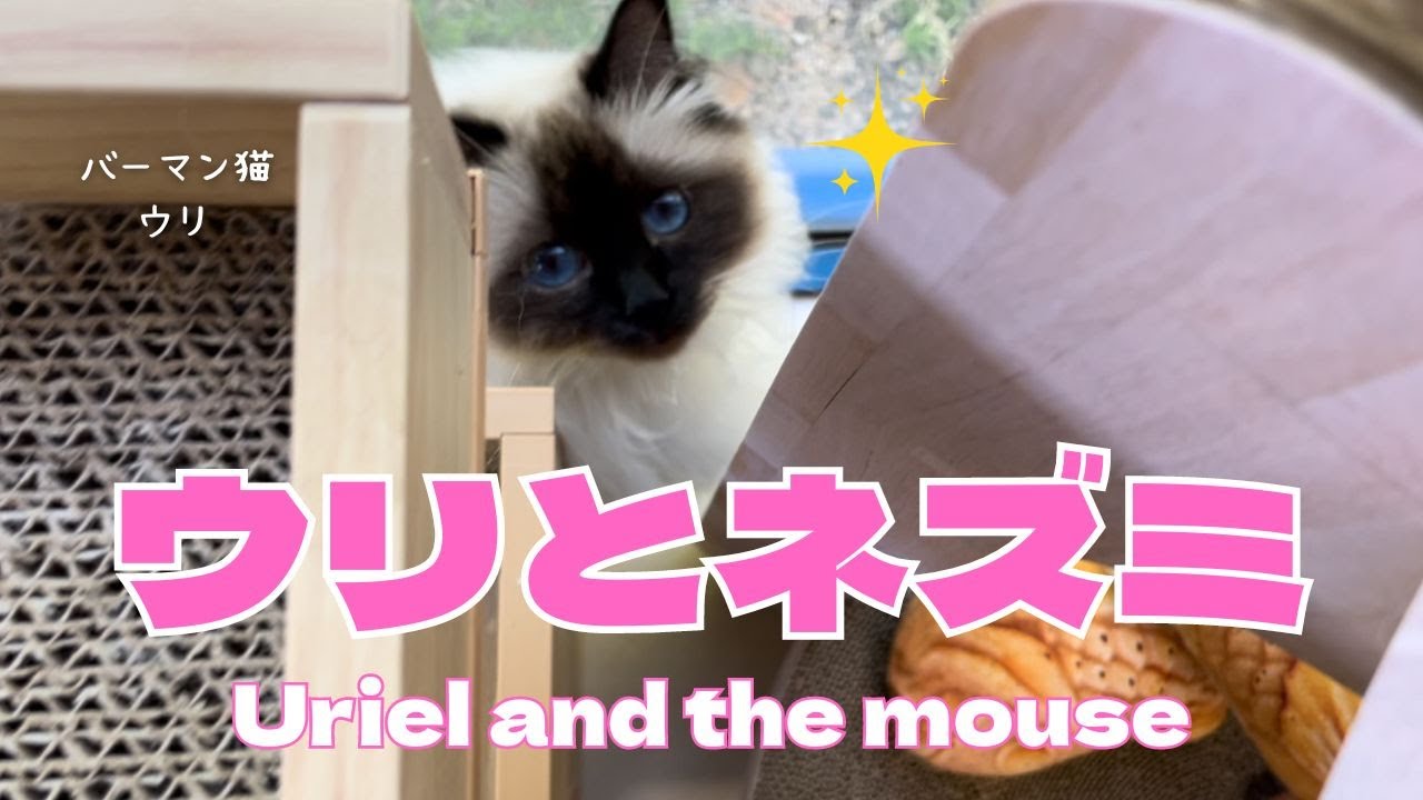 バーマン猫ウリ【ウリとネズミ】Uriel and the mouse（バーマン猫）Birman/Cat