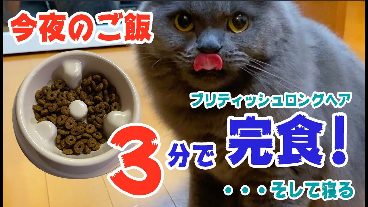 3分でご飯完食！ブリティッシュロングヘア