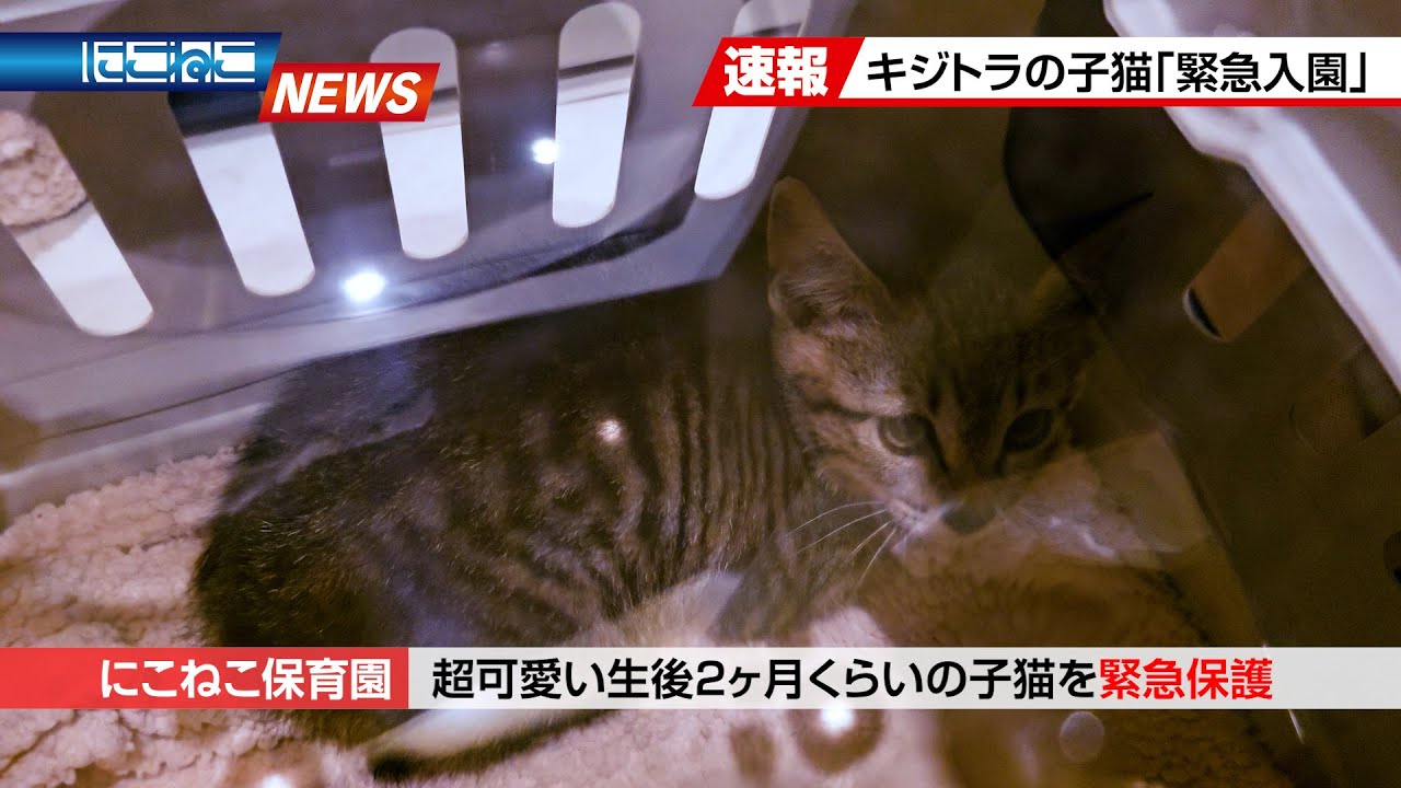 【にこねこ速報】キジトラの子猫が ご入園しました
