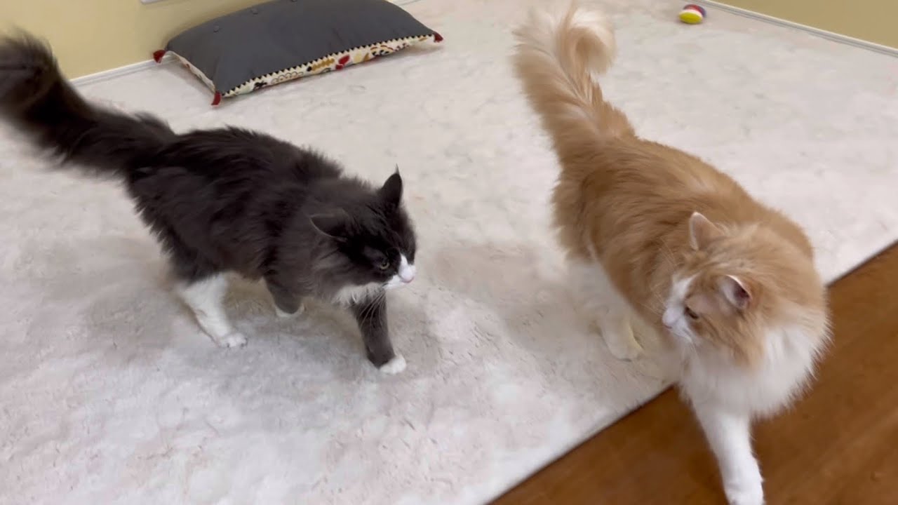 【平和！？】みんなで平和に過ごしたい、ターキッシュアンゴラとノルウェージャンフォレストキャット♡