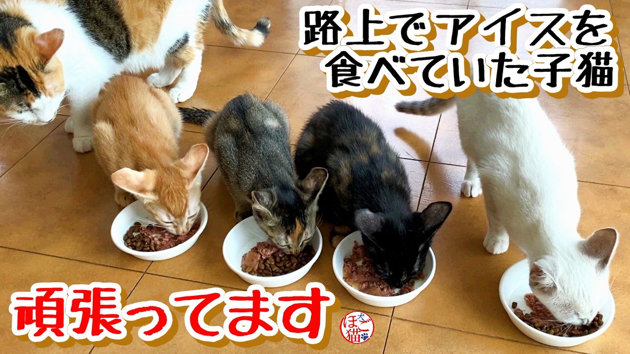 【子猫 保護】路上でアイスを食べていた子猫　頑張っています＋おまけコーナー