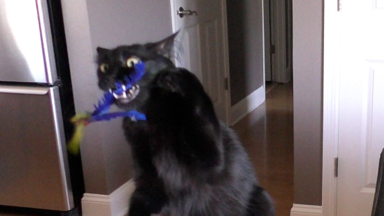 What Every Cat Needs!