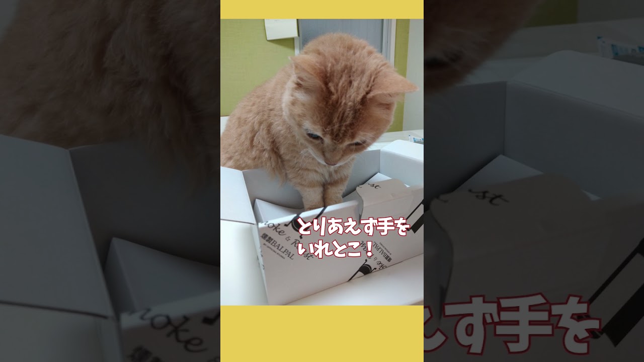 【ぽっちゃん家】とりあえず入ってみた　#猫 #cat #shorts