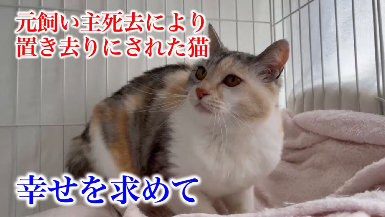 【元飼い主死去により置き去りにされた猫】幸せを求めて譲渡会へ