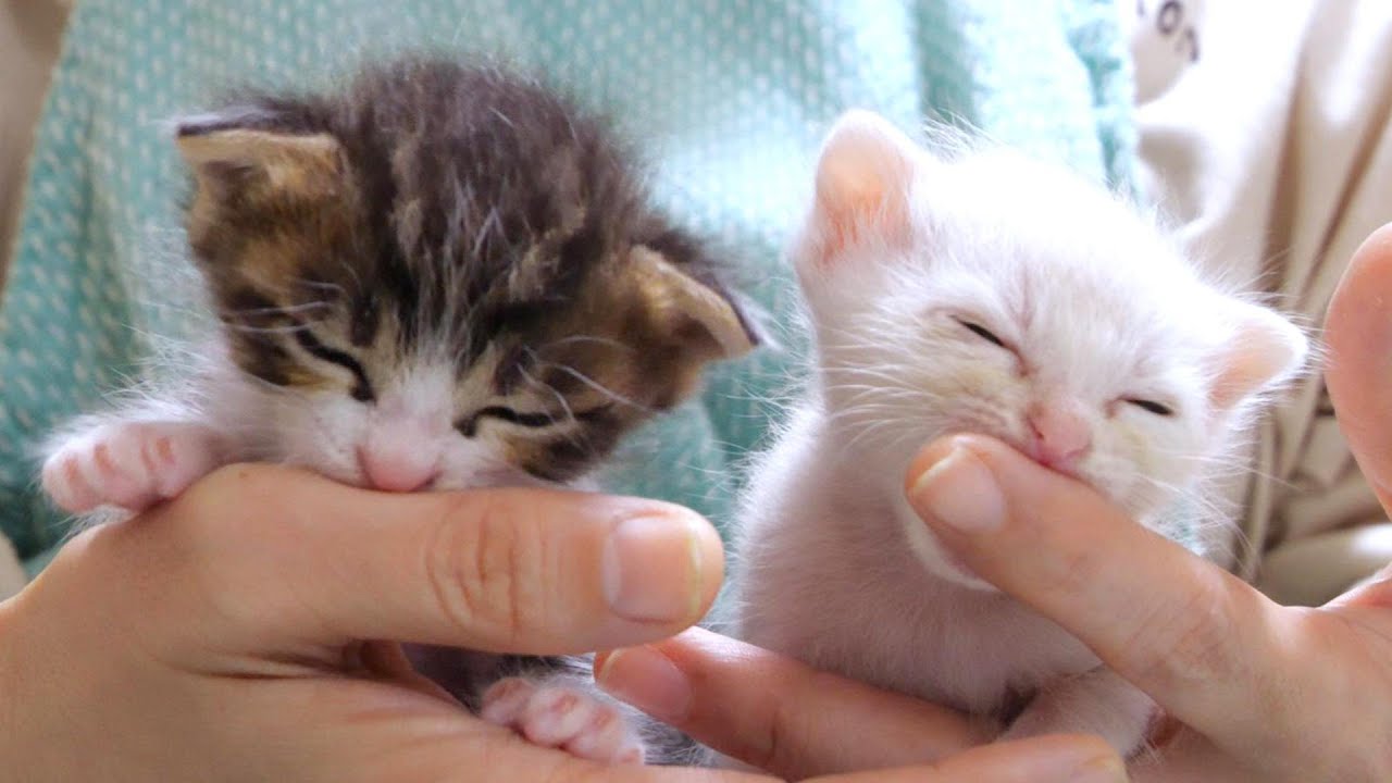 手のひらサイズの子猫達はミルクを飲んだ後並んで指チュパチュパするのが好きなようです【赤ちゃん猫　保護猫】