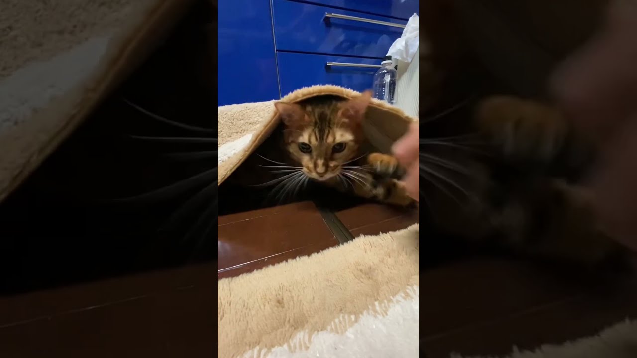 【ベンガル猫】これなに これなに　シリーズ第三弾　 #shorts  　#YouTubeショート