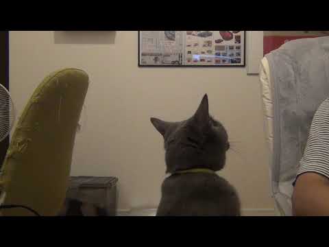 人懐っこくて可愛い猫（シャルトリュー）構って欲しくてちょっかいを掛けて来る仕草が可愛過ぎます♪