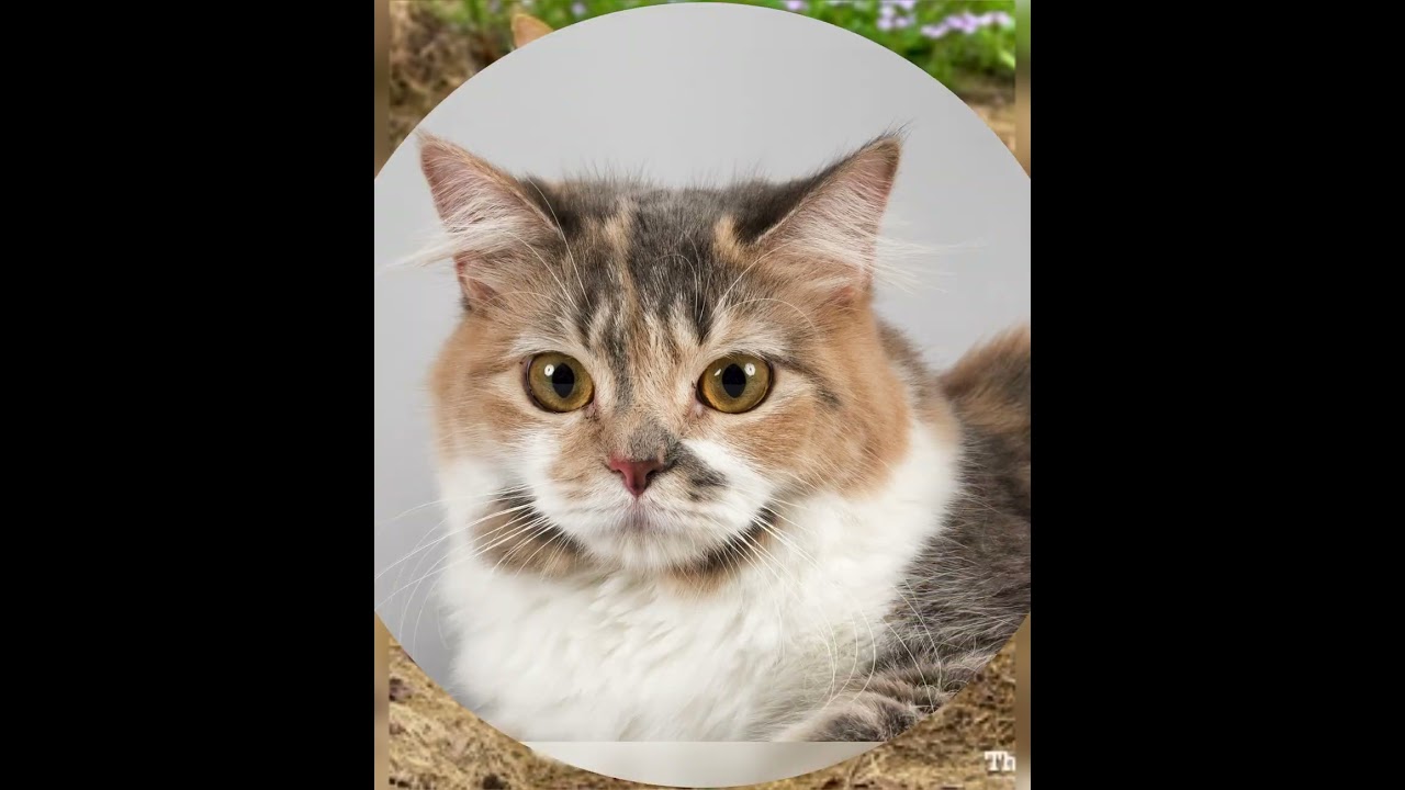 Cymric Cats 🐈 #cymric at🫶🤣😍😘
